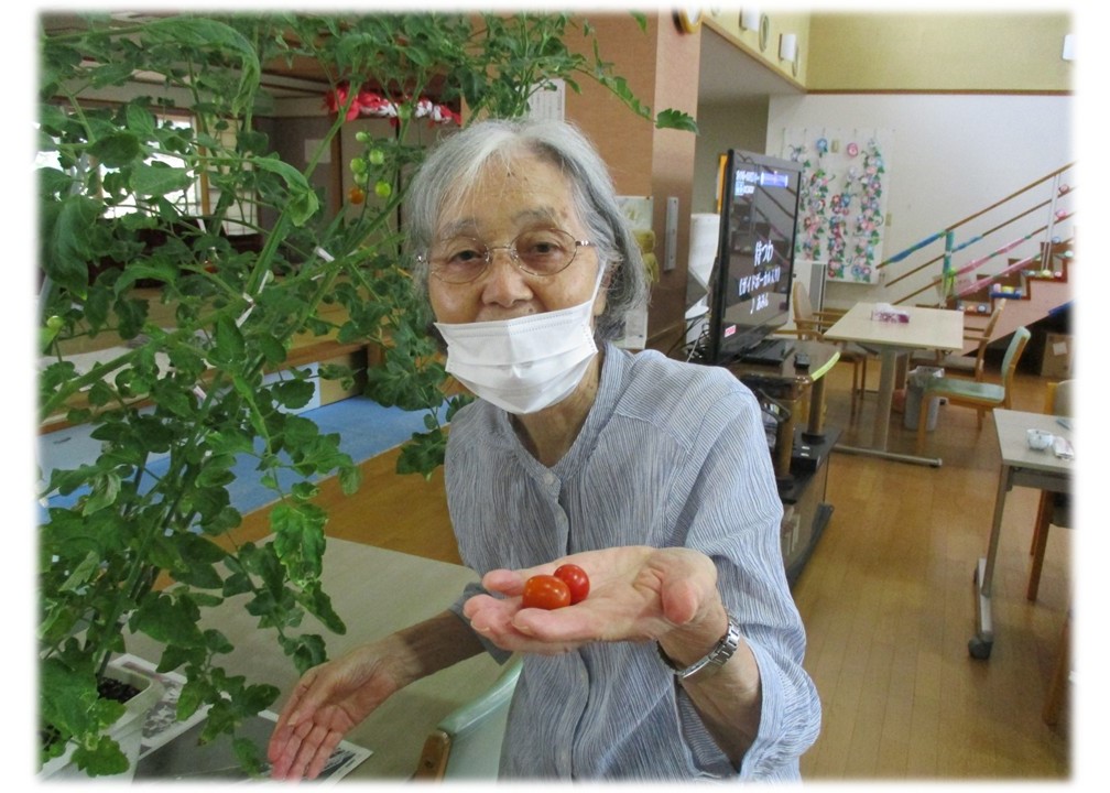 園芸で収穫したミニトマトを披露している様子2