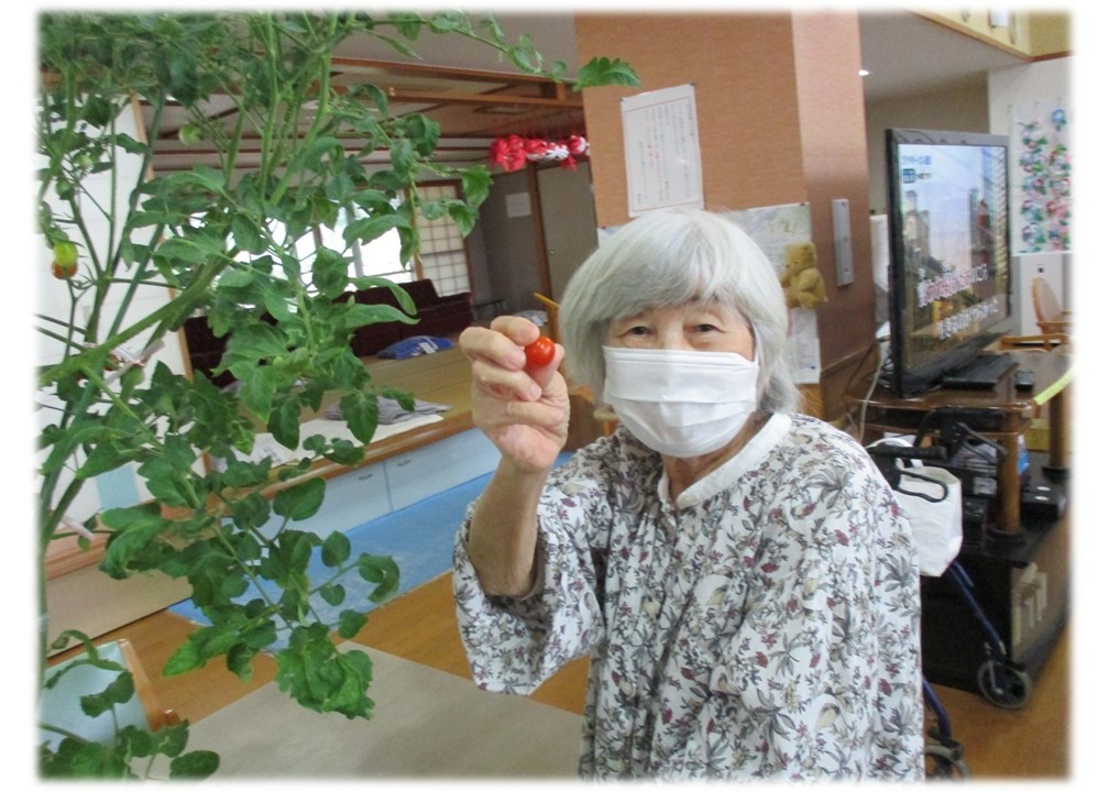 園芸で収穫したミニトマトを披露している様子1