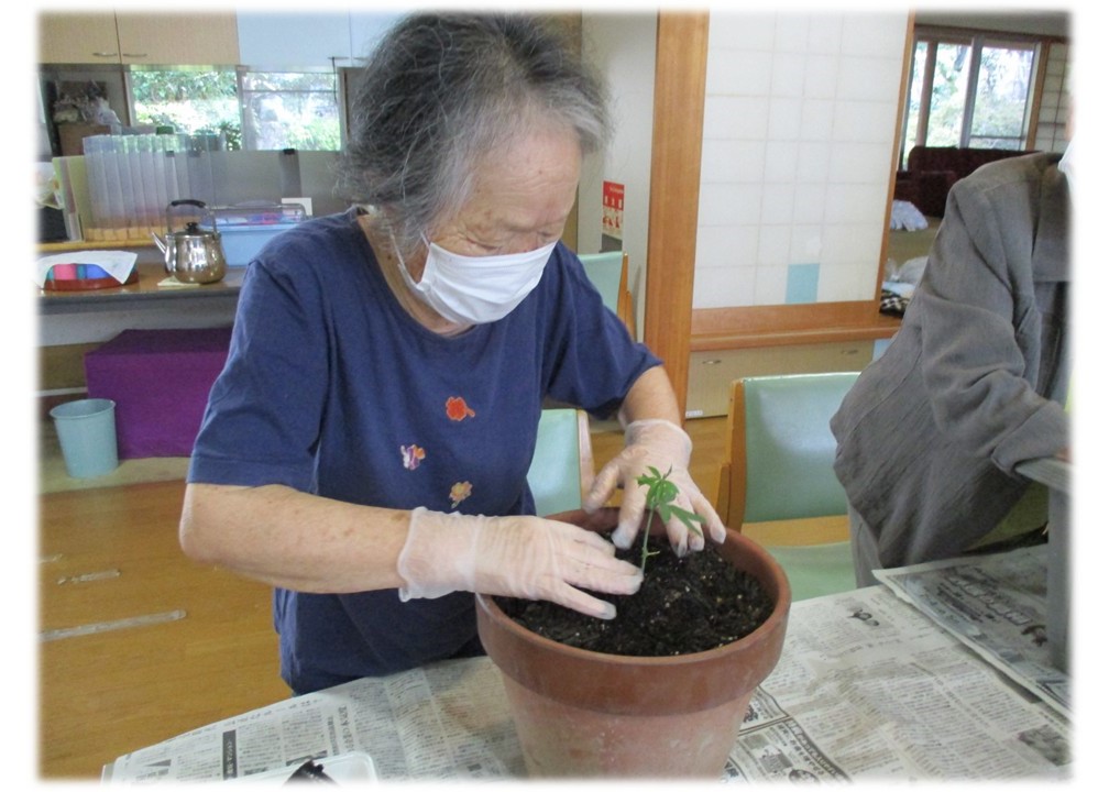 植木鉢に移植している様子